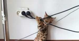 Как помешать котам грызть провода и зарядные устройства. как защитить провода от кошки и отучить ее их грызть почему кот мочится на провода от компьютера