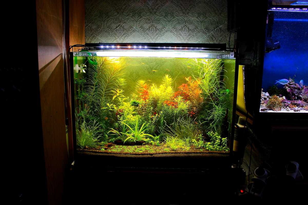 Зачем нужен светильник светодиодный для аквариума и как установить?