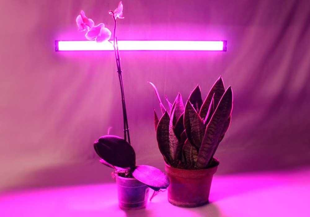 Освещение для растений: виды ламп, отличия для разных растений