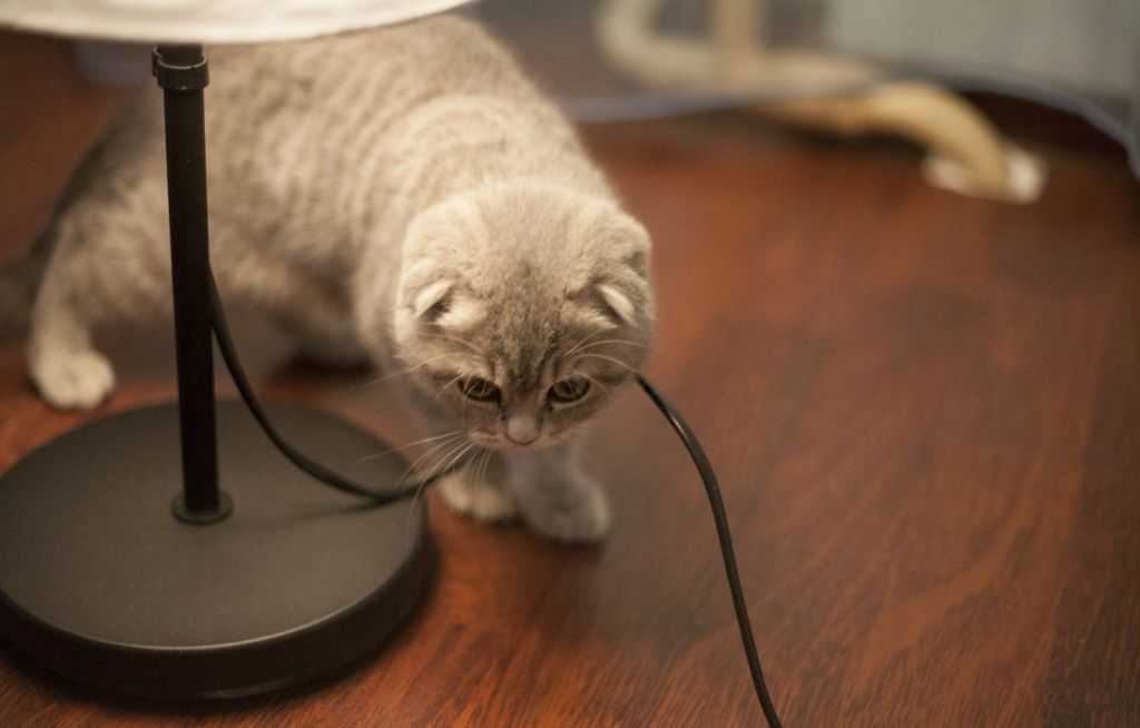 Что делать, если кошка грызет провода? защита кабелей и проводов от грызунов, кошек и собак кошка грызет провода что делать.