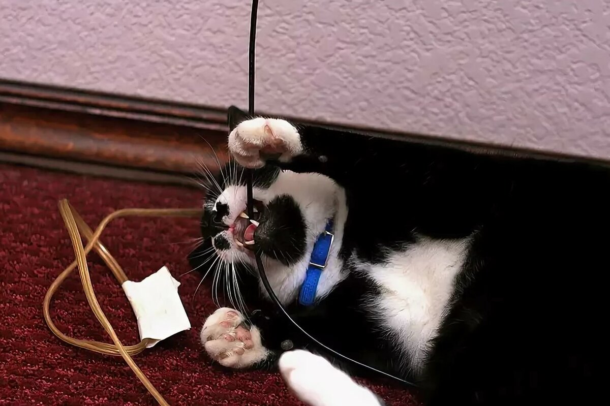 Как защитить провода от кошки. как защитить провода от кошки и отучить ее их грызть. кошку ударило током, что делать