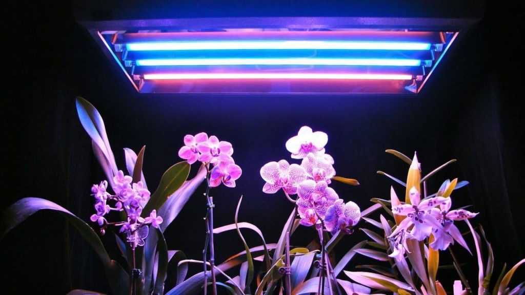 Подсветка комнатных растений