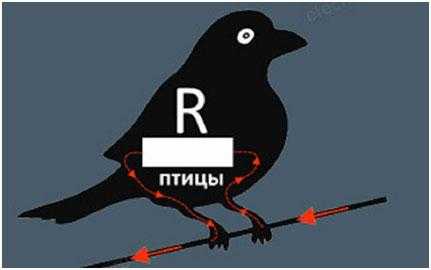 Почему не бьет током птиц на проводах: биология и физика в действии
