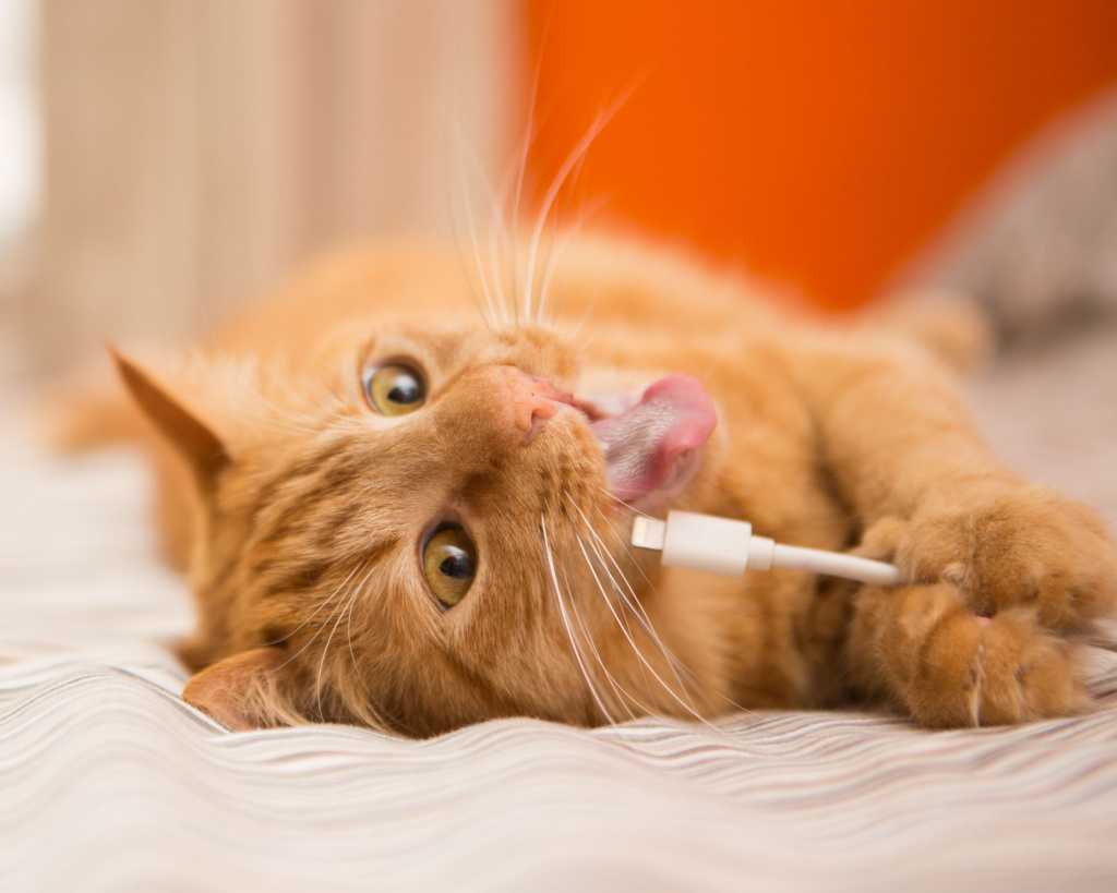 Защита кабелей и проводов от грызунов, кошек и собак. кот грызет провода: что делать? проверенные эффективные методы, советы и рекомендации как спрятать провода от кошки