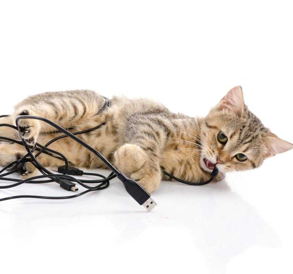 Защита кабелей и проводов от грызунов, кошек и собак vestel-remont-msk.ru