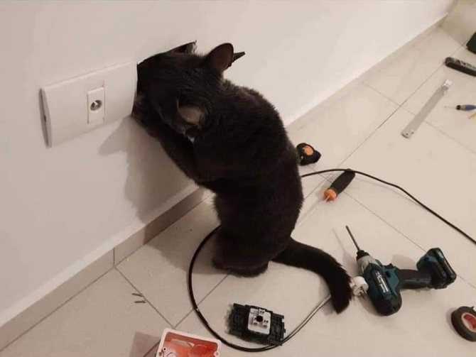 Как защитить провода от котенка. защита кабелей и проводов от грызунов, кошек и собак