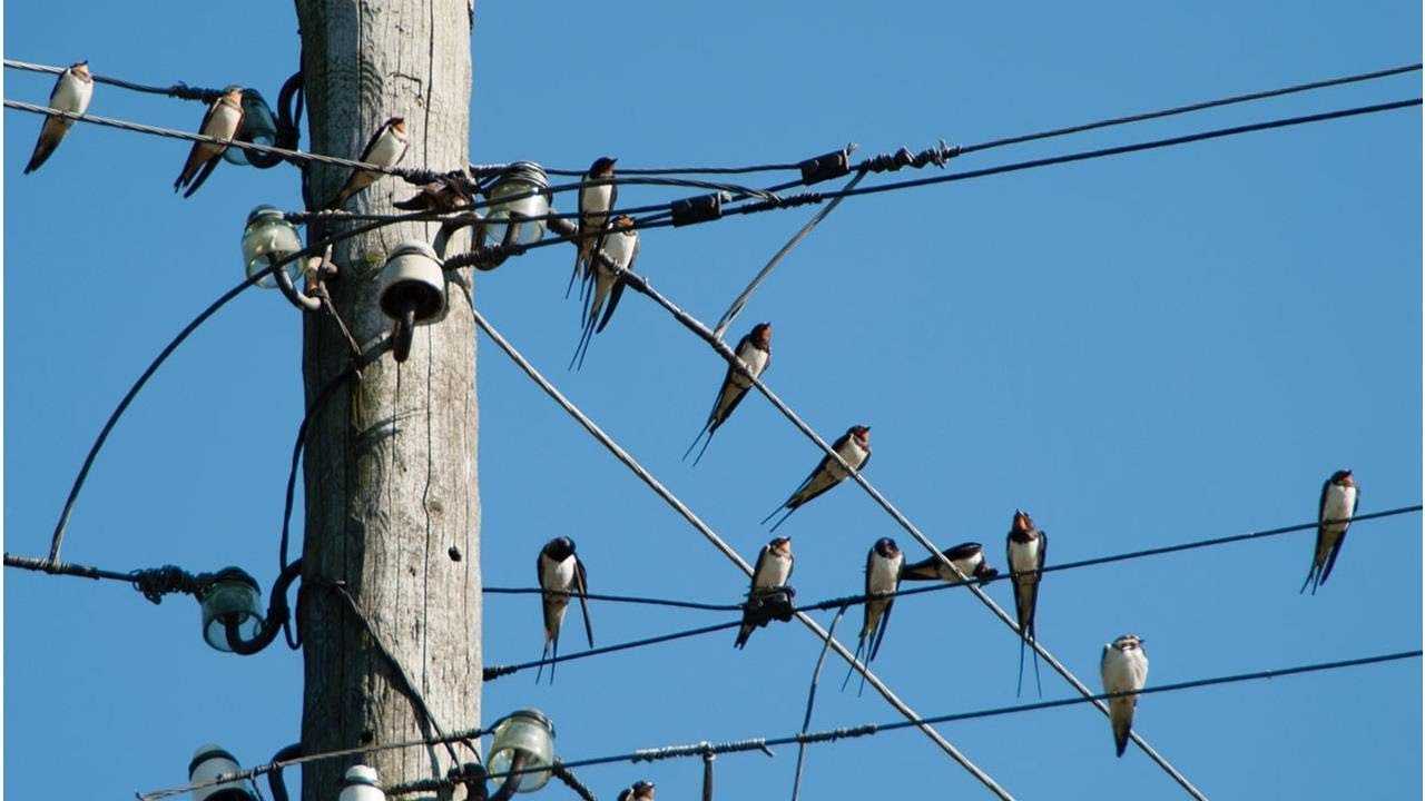 2 физических понятия, объясняющих, почему птиц не бьёт током на проводах
