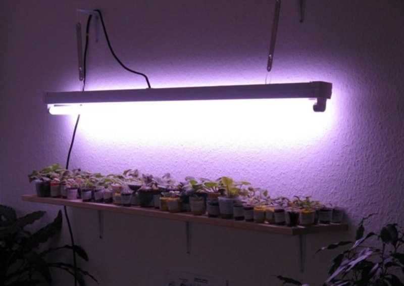 Какие выбрать люминесцентные лампы для растений