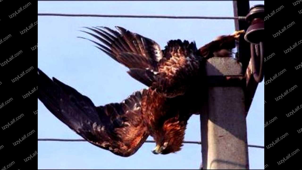 Почему птиц не бьет током, когда они сидят на проводах? - электрика