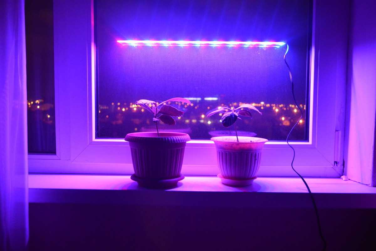 Лампы для растений – стильные и эффективные светильники для комнатных растений (95 фото)