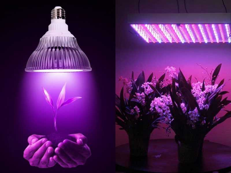 Фитолампы (фитосветильники) — лампы для растений и подсветки рассады