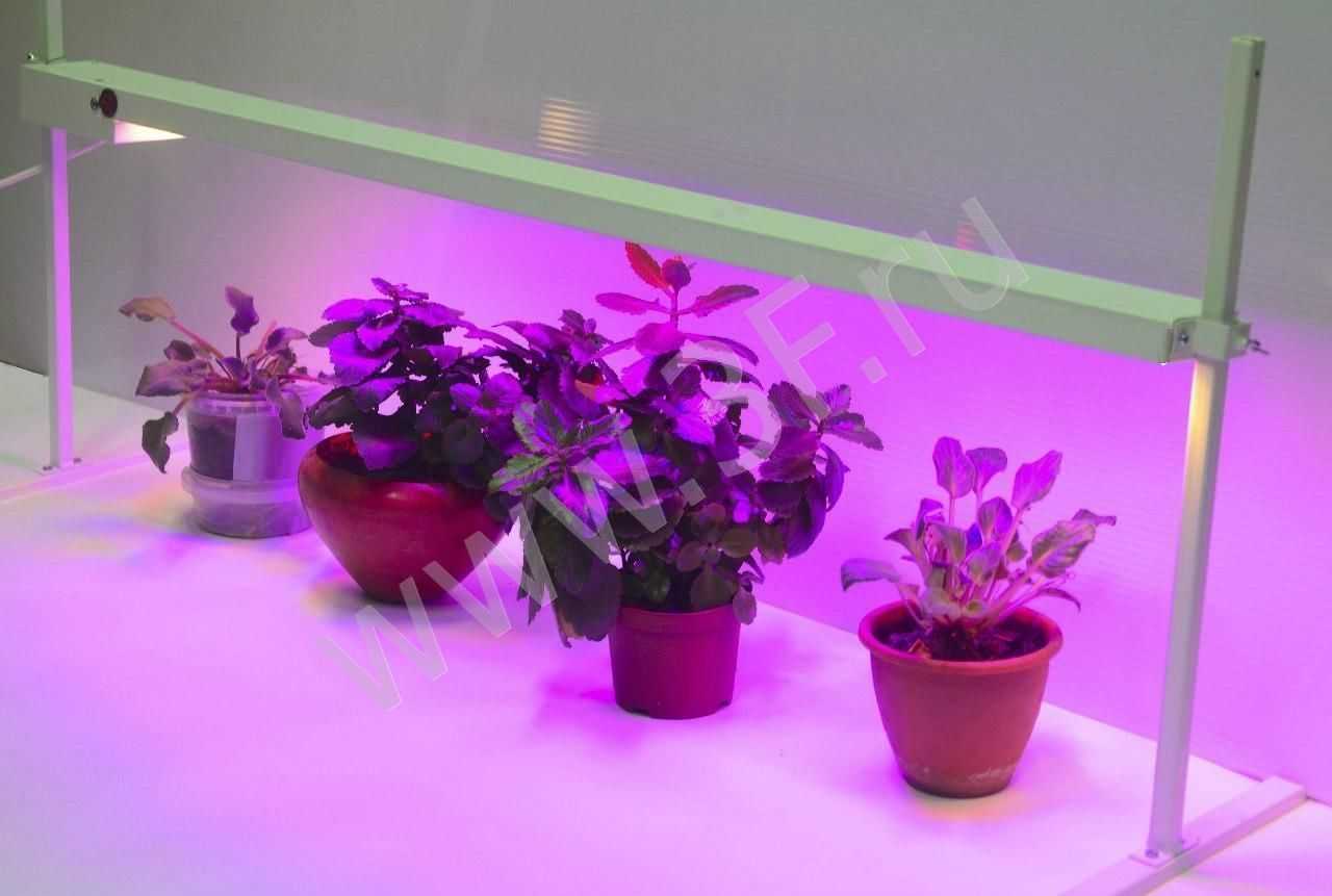 Лампы для выращивания растений дома: какую выбрать?