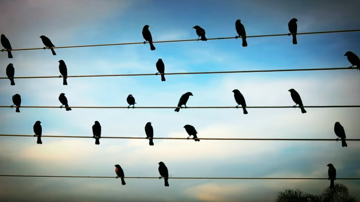 Почему птиц на проводах не бьет током