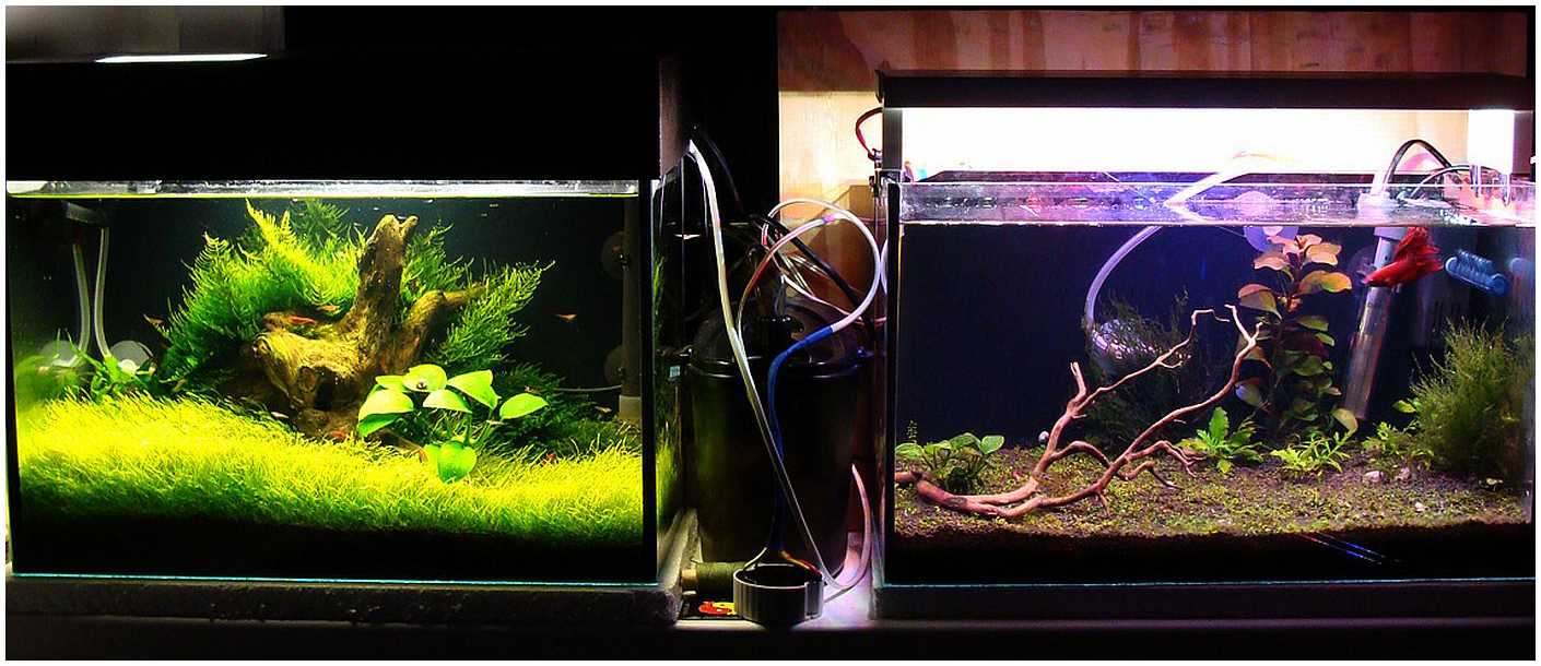 Светодиодная лента для аквариума: какую выбрать для освещения, бывают ли влагозащитные (водонепроницаемые), как рассчитать для аквариума с растениями