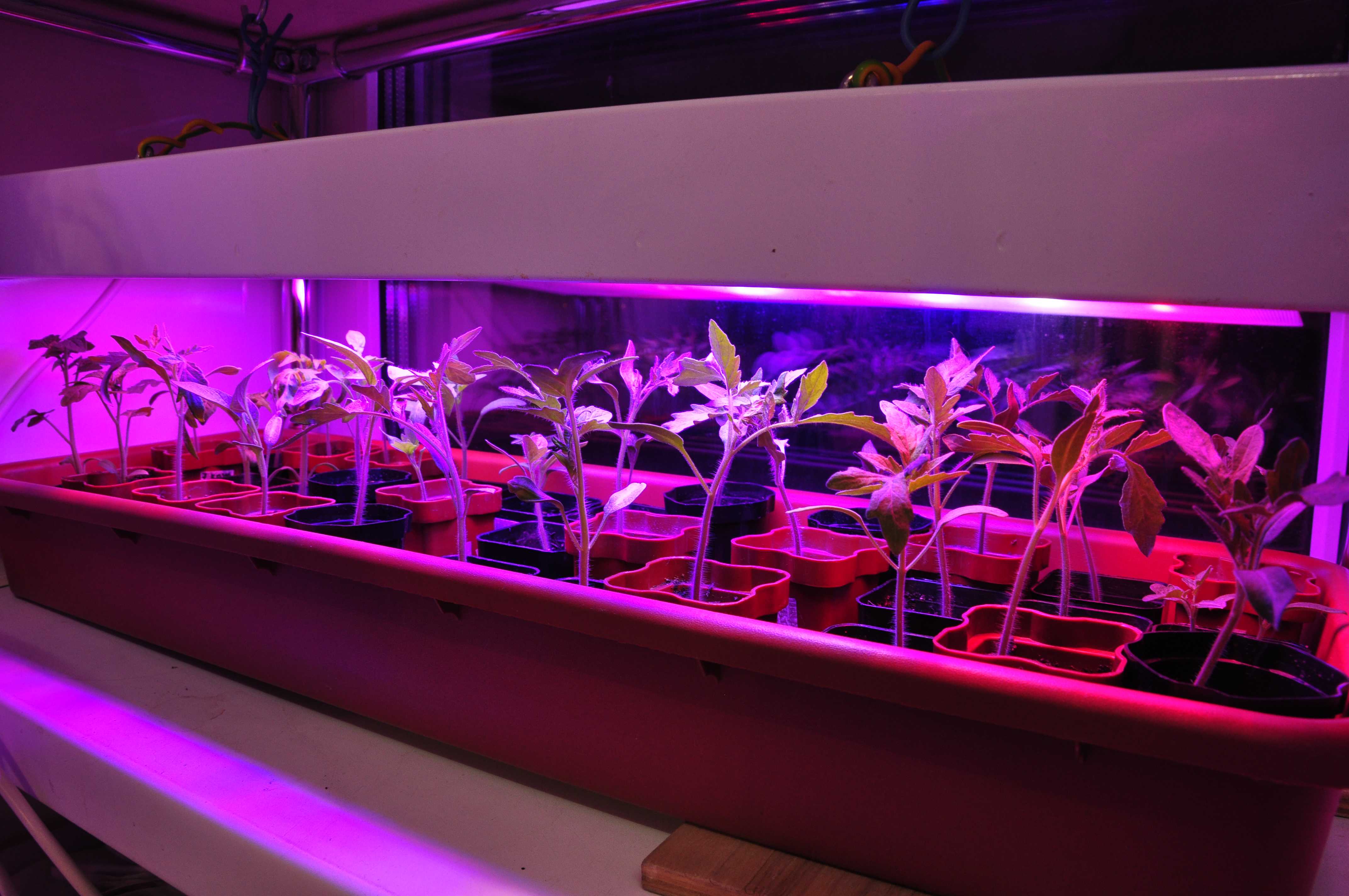 Лампы для рассады: как выбрать и установить подсветку для выращивания растений в домашних условиях